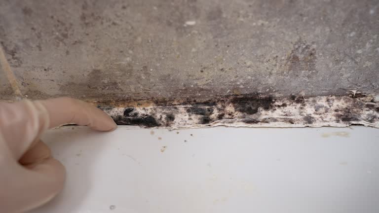 Best Forensic Mold Investigation  in USA